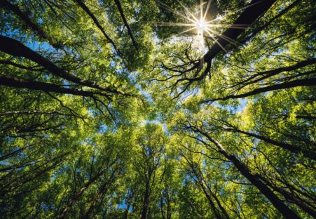 A view from the ground looking up at trees and the sky