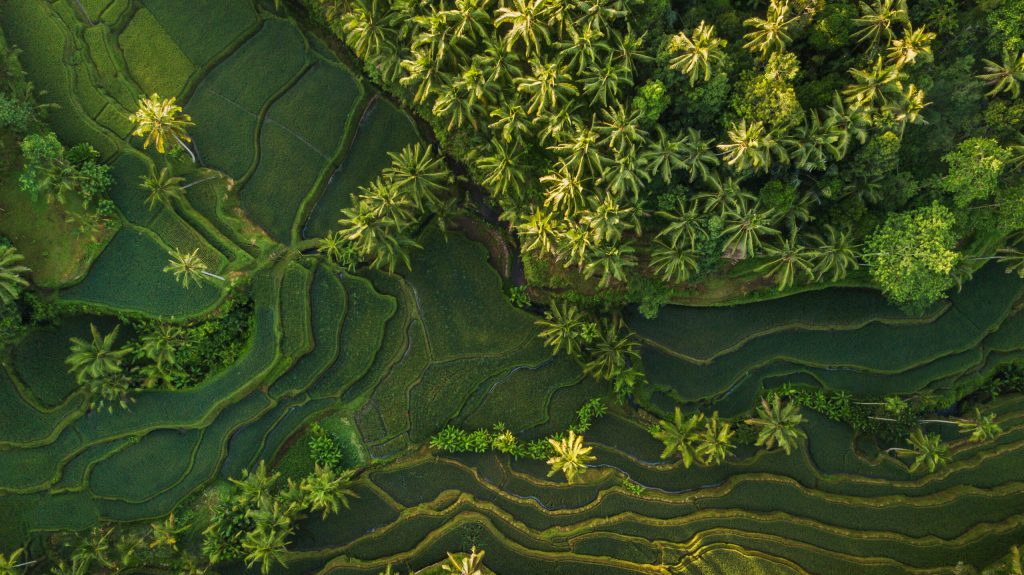 Risky business – why biodiversity and nature cannot be ignored