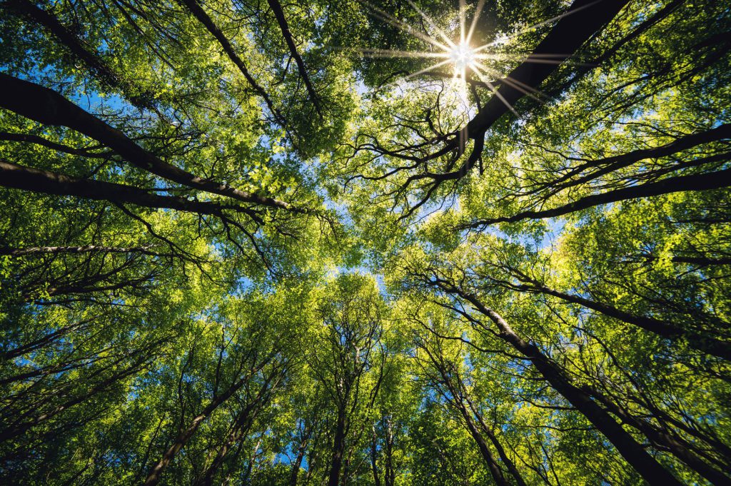 Using voluntary offsets as part of your net zero plan