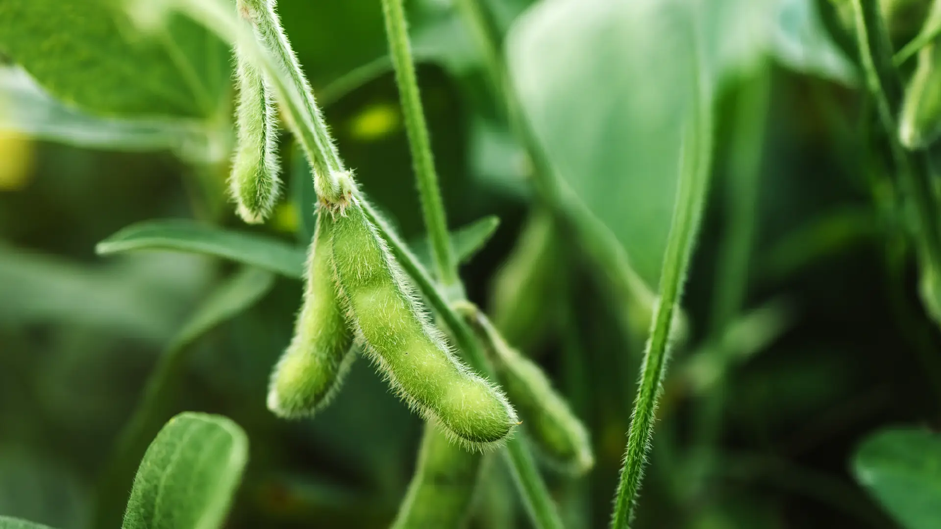 A detailed, close-up image of fresh green soybean pods growing on a soy plant in a sunlit field, with leaves blurred in the background.