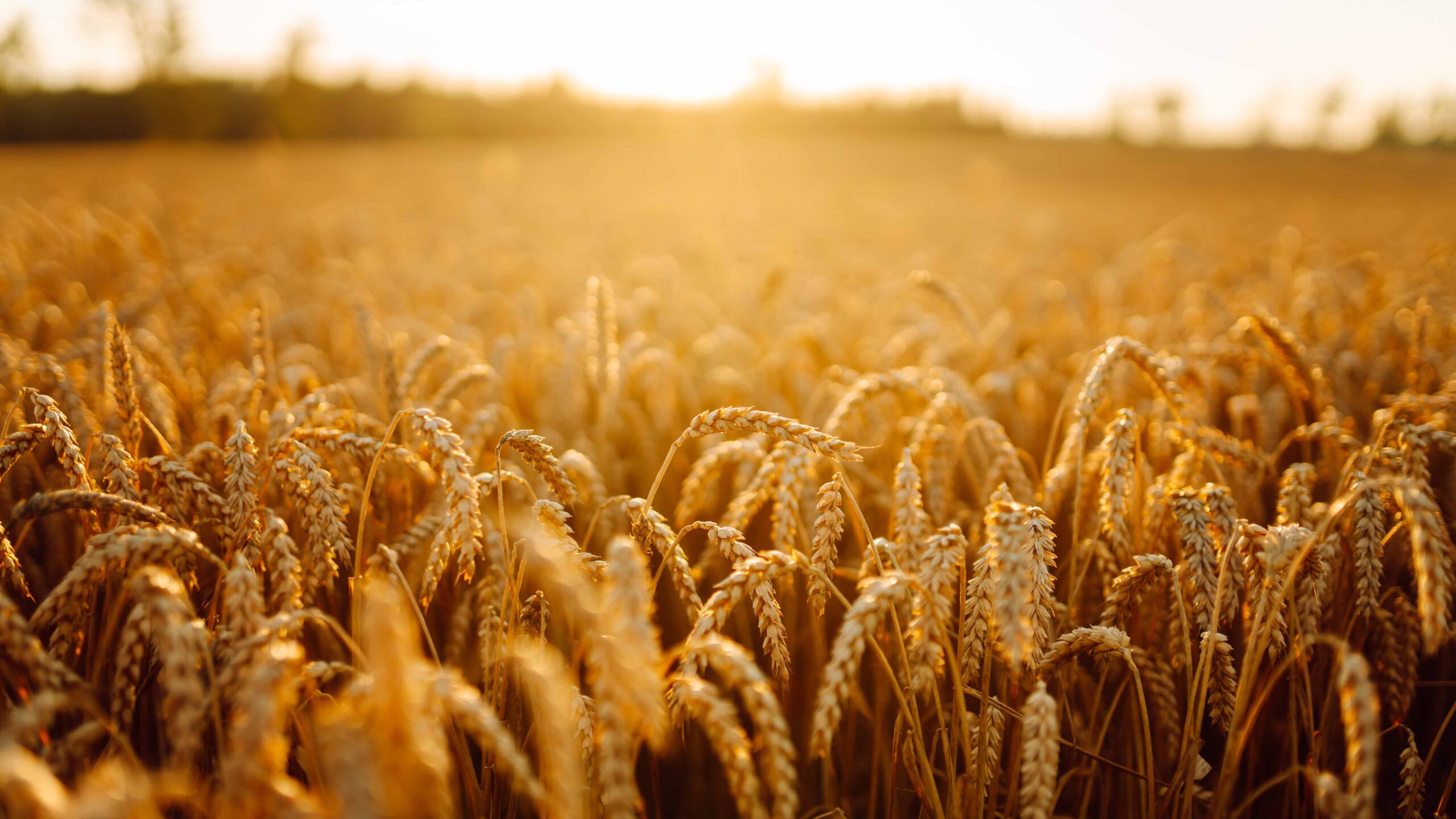 Crops