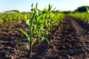 Crops growing in a field.