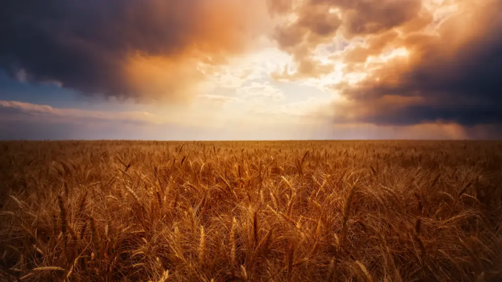 A field of crops at sunset
