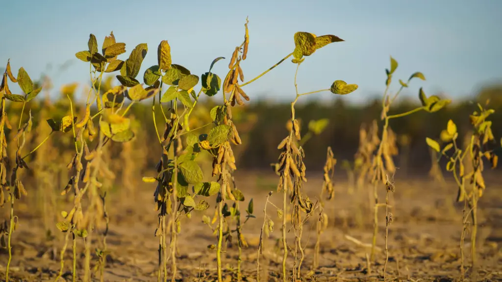 Soybean Water Stress